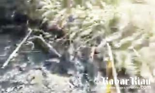 PT CPI Disebut Tidak Komitmen Bersihkan Limbah dalam Lahan TTM Areal Blok Rokan, Warga; "Pembongak" 