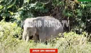 Sumatran Elephants Need Protection of World Activists from PT Chevron
