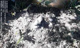 Reshuffle Kabinet Dikabarkan Pekan Ini, Semoga Menteri Berani Menindak Limbah PT CPI Dipilih