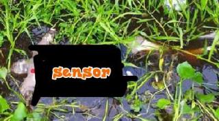 Rentetan Temuan Mayat di Kebun PT Adei, Budhi: Pekerja Kami tidak Ada BHL