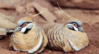 Merpati Spinifex Hidup Di Kota Terpanas Di Australia