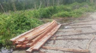 Temuan Papan Hasil Penebangan Liar Jalan Desa Tohor, Warga: Kami Terpaksa Menebang Hutan untuk Bangun Rumah