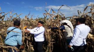 Awal Tahun 2022, Rutan Labuhan Deli Panen Jagung,  Nimrod Sihotang : Program Resolusi Masyarakat mantan WBP