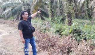 Pemprov Riau Minim Dana Mendata Kebun Ilegal di Riau