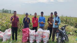 Berkomitmen Tingkatkan Ketahanan Pangan, Rutan Labuhan Deli Lakukan Panen Jagung 8 Ton