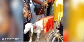 Viral Video Pria Menikah dengan Domba Dihadiri Politisi di Gresik