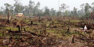 Persoalan Kawasan Hutan TNTN “Berat”, DLHK Riau; Itu Langsung Dari KLHK, Kami Tidak Ikut Campur