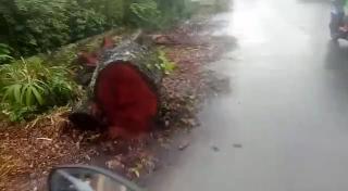 LKLH Sumut Minta Usut "Illegal Logging" Dalam Kota Medan, Di Duga Kejahatan Lingkungan Hidup