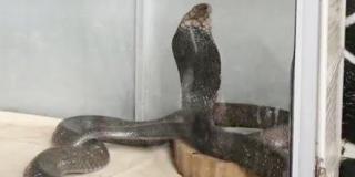 Bunuh Majikan, King Kobra Ini Pindah ke Rumah Panji Petualang