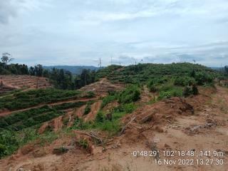 Hutan Produksi Dibabat Secara Ilegal, Pemerintah Jangan Tutup Mata