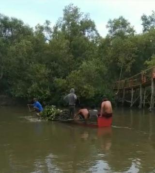 PKSM Bersama Masyarakat Bangun Jembatan, Tanam 4000 Batang Mangrove di Paloh Panglima Percut Sei Tuan