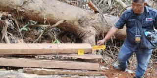 Dua Pelaku Pembalakan Liar di Kawasan Taman Nasional Gunung Leuser Siap Disidangkan