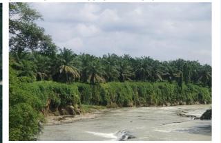 LKLH Sumut Minta RSPO Tinjau Ulang Sertifikat Kebun  Sawit PT. ESI / SIPEF Group