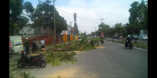 Krisis Ekologis Di Depan Mata, Proyek UDitch Dan Underpass Korbankan Ribuan Pohon, Pemko Medan Diminta Siapkan "Hutan Kota"