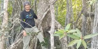 Pegiat Lingkungan; Pohon Mahang tidak Tumbuh dalam Hutan Primer