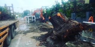 Pembangunan Tenokratik Seputaran Stadion Teladan Di Duga Abai K3 Dan Korbankan Pohon Sebagai Paru-paru Dunia