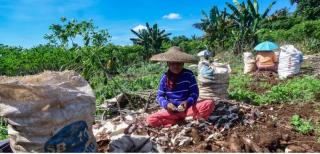 Di Saat Hari Lahir Pancasila, Harga Singkong Anjlok Digempur Impor, Petani di Sumatera Utara Menjerit