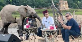 Geger, Gajah TNTN "Bicara" Bersorak Gembira Dilepas Liarkan, "Terima Kasih Pemerintah"