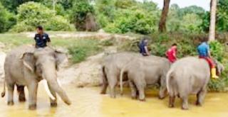 Dua Gajah TNTN Menjadi Anak Angkat, Mandala Foundation ;  Pak Kapolda Asal Alamnya Dikembalikan Gajah Tahura SSH Jadi Anak Angkat Tiri Pun Boleh