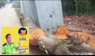 Terlalu banyak"Begal" Pohon Oleh Dinas SDABMBK Kota Medan,  Di Jalan Bunga Rinte Kelurahan Simpang Selayang, Medan Tuntungan