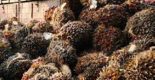 Diduga Oknum Desa Beligan Dan Pengusaha DO Sawit, Ambil Data Kebun Masyarakat untuk Kepentingan Pribadi