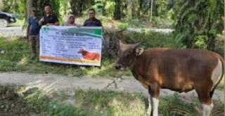 PT Musim Mas Berikan Bantuan 22 Ekor Sapi Qurban, Begini Ucapan Terima Kasih Desa Warga Pelalawan