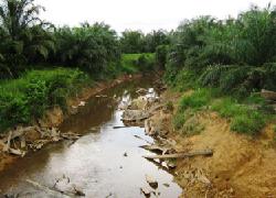 DLH Pelalawan Diminta  Pantau Sawit Dipinggir Sungai PT Adei Plantation