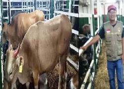 Alexander Pranoto; Dengan Kedatangan 550 Ekor Sapi Kupang, Riau Akan Menjadi "NAGA ke 10"