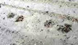 Warga Ketakutan Lihat Jejak Harimau Masuk Kampung di Pinggir Izin PT Diamon Timber