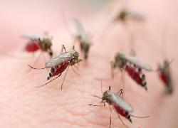 Sakit Demam Berdarah  Ancam Warga Depok