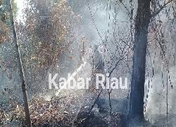 Lahan di Keliling 5 Perusahaan Ini Sumbang Asap di Riau