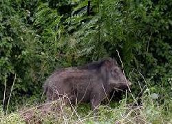 Babi Hutan Mengamuk di Desa Windujaya