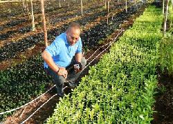 Berguna Pulihkan Lahan Gambut, Pohon Gerunggang Belum Dilirik Pemprov Riau