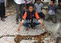 Kombes Sunarto; Jajaran Polda Riau Berhasil Tangkap Penjual Organ Harimau