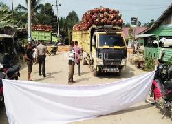 Rusak Hutan Keliling Kepung Sialang PT Adei Plantation Dikepung Warga