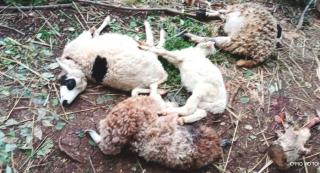 Warga Kuningan Dihebohkan Oleh Puluhan Hewan Ternak Mati Secara Misterius