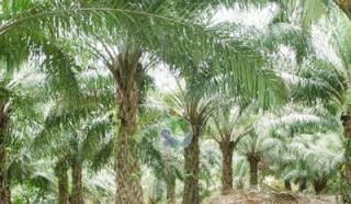 Eksekusi Mandul, Kadis DLHK Riau Gerah Dengan Tudingan Yayasan Riau Madani