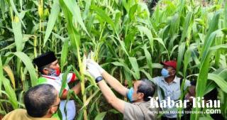 Gubri Syamsuar Panen jagung Perdana di Kawasan Agrowisata
