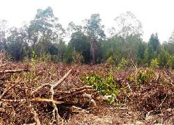 KLHK - LHK Riau Didesak LSM Selamatkan Pulau Bengkalis