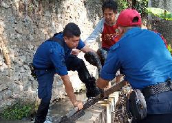 Ular Sanca Kembang Muncul Kota Jaksel