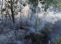 Pemadam Kesulitan Menjinakkan Api Lahan Gambut Kalbar