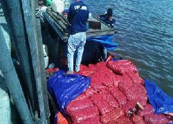 Ini Kata Tim Bea Cukai Bengkalis Terkait Penagkapan Bawang Ilegal