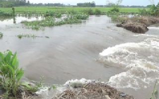 Akibat Tanggul Jebol Tomat Warga Lumajang Gagal Panen