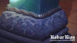 Ular Melingkar di Pilar Bangsal Magangan Keraton Yogyakarta, Postingan @fthhrrs Viral