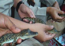 Petugas Gagalkan Penyeludupan 5 Ekor Anak Reptil
