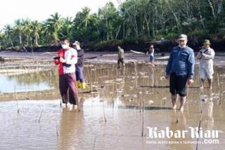 Hutan Mangrove yang Dibabat Pengusaha Tambak Udang Ilegal Bengkalis Ditanam Kembali