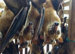 Terkait Virus Corona, Pemerintah China Sahkan Aturan Larang Makan Sembarang Hewan