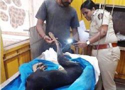 Anjing Diperkosa Mendapat Simpatisan Warganet India