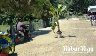 Minta Perhatian Bupati Catur, Warga "Makan" Debu Pelebaran Jalan Tanam Pohon Pisang