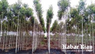 Gerunggang Jenis Tanaman Tahan Terhadap Perubahan Iklim